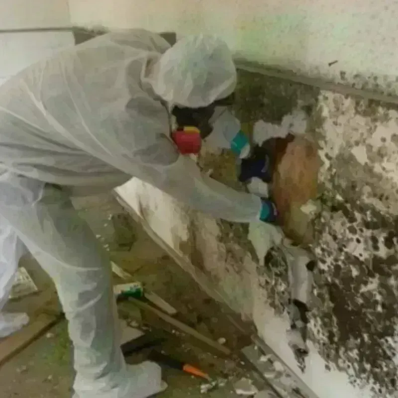 Mold Remediation and Removal in New Union, TN